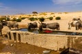 Donkeys drinking water from water trough. Tassili N\'Ajjer National Park. Illizi, Djanet, Algeria, Africa