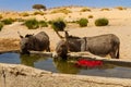 Donkeys drinking water from water trough. Tassili N\'Ajjer National Park. Illizi, Djanet, Algeria, Africa