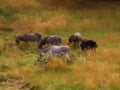 Donkeys in dry pasture