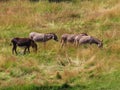 Donkeys in dry pasture