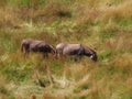 Donkeys in dry pasture