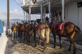 Donkeys early morning in Fira are used as taxis for tourists