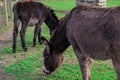 Donkeys eating grass in petting zoo Royalty Free Stock Photo