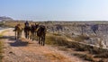Donkeys at the end of the day near Thira in Santorini Royalty Free Stock Photo