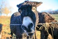 Donkeys Farm Animal brown colour close up Royalty Free Stock Photo