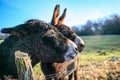 Donkeys Farm Animal brown colour close up Royalty Free Stock Photo