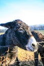 Donkeys Farm Animal brown colour close up Royalty Free Stock Photo