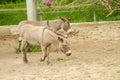 Donkeys Farm Animal brown colour close up cute funny pets The donkey or ass, Equus africanus asinus is a domesticated member of Royalty Free Stock Photo