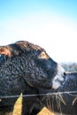 Donkeys Farm Animal brown colour close up