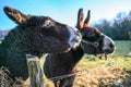 Donkeys Farm Animal brown colour close up cute funny pets Royalty Free Stock Photo