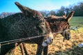 Donkeys Farm Animal brown colour close up Royalty Free Stock Photo