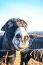 Donkeys Farm Animal brown colour close up Royalty Free Stock Photo