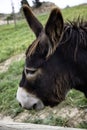 Donkeys on farm