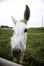 Donkeys on farm