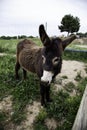 Donkeys on farm