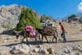 Donkeys in the farm at countryside with firewood