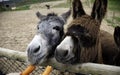 Donkeys on farm