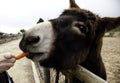 Donkeys on farm