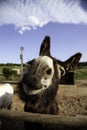 Donkeys on farm