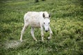 Donkeys on farm