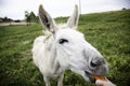 Donkeys on farm