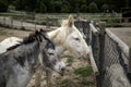 Donkeys on farm