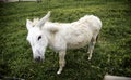 Donkeys on farm