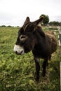 Donkeys on farm