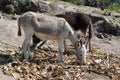 Donkeys on a farm Royalty Free Stock Photo