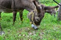 Donkeys feeding