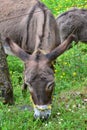 Donkeys feeding