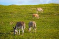 Donkeys feeding on green grass.