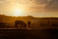 Donkeys in field with orange sunset Weston Super Mare