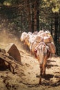 Donkeys in the forest are carrying things to the way to Everest Base Camp in Nepal Royalty Free Stock Photo