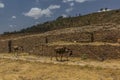 Donkeys in front of Dungur (Queen of Sheba) Palace ruins in Axum, Ethiop Royalty Free Stock Photo