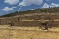 Donkeys in front of Dungur (Queen of Sheba) Palace ruins in Axum, Ethiop Royalty Free Stock Photo