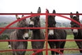 Donkeys at gate in Ireland