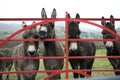 Donkeys at gate in Ireland Royalty Free Stock Photo