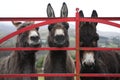 Donkeys at gate in Ireland Royalty Free Stock Photo