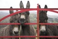 Donkeys at gate in Ireland Royalty Free Stock Photo