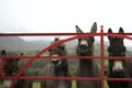 Donkeys at gate in Ireland