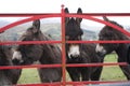 Donkeys at gate in Ireland Royalty Free Stock Photo