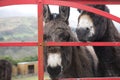 Donkeys at gate in Ireland