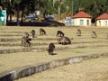 Donkeys in Gondor city of Ethiopia