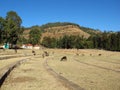 Donkeys in Gondor city of Ethiopia