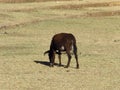 Donkeys in Gondor city of Ethiopia