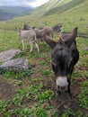 Donkeys graze on a green meadow in the Caucasian mountains. Vertical. Prielbrusye, Kabardino-Balkaria, Caucasus, Russia Royalty Free Stock Photo