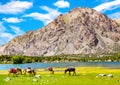 Donkeys graze near the mountain lake in Fann Mountains background, Tajikistan. Donkeys for transportation of goods