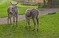 Donkeys grazing at Bodenham Arboretum Worcestershire