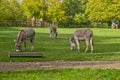 Donkeys grazing at Bodenham Arboretum Worcestershire